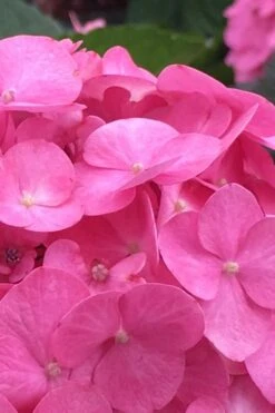 After Midnight Hydrangea - 3 Gallon Pot -Flora Bloom Shop Hydrangea After Midnight 1