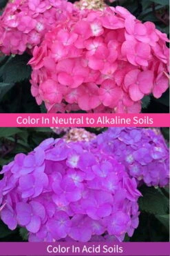 After Midnight Hydrangea - 3 Gallon Pot -Flora Bloom Shop Hydrangea After Midnight 6