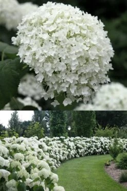 Annabelle Hydrangea - 3 Gallon Pot -Flora Bloom Shop Hydrangea Annabelle 1 500x750 1