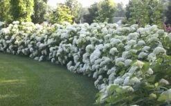 Annabelle Hydrangea - 3 Gallon Pot -Flora Bloom Shop Hydrangea Annabelle Hedge 1
