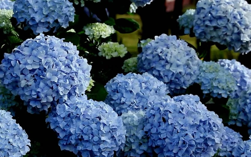 Big Daddy Hydrangea - 7 Gallon Pot 5 Big Daddy Hydrangea - 7 Gallon Pot - Image 5