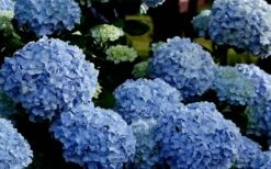 Big Daddy Hydrangea - 3 Gallon Pot -Flora Bloom Shop Hydrangea Big Daddy