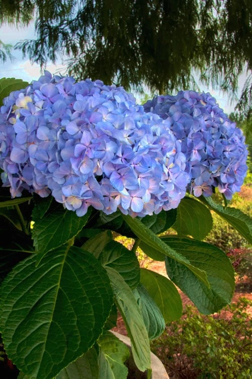 Big Daddy Hydrangea - 7 Gallon Pot 4 Big Daddy Hydrangea - 7 Gallon Pot - Image 4