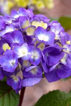 Bloomstruck Endless Summer Hydrangea - 3 Gallon Pot