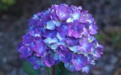 Bloomstruck Endless Summer Hydrangea - 3 Gallon Pot -Flora Bloom Shop Hydrangea Bloomstruck Bloom 1