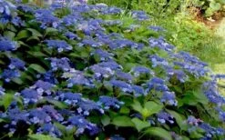 Bluebird Hydrangea - 3 Gallon Pot -Flora Bloom Shop Hydrangea Bluebird 3 1