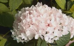 Blushing Bride Endless Summer Hydrangea - 3 Gallon Pot 8 Blushing Bride Endless Summer Hydrangea - 3 Gallon Pot -Flora Bloom Shop Hydrangea Blushing Bride 2 1