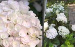 Blushing Bride Endless Summer Hydrangea - 1 Gallon Pot 9 Blushing Bride Endless Summer Hydrangea - 1 Gallon Pot -Flora Bloom Shop Hydrangea Blushing Bride