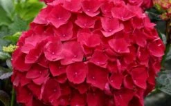Cardinal Red Hydrangea - 3 Gallon Pot -Flora Bloom Shop Hydrangea Cardinal