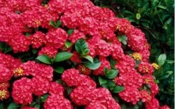 Cardinal Red Hydrangea - 3 Gallon Pot -Flora Bloom Shop Hydrangea Cardinal Shrub In Bloom