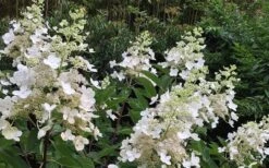 Kyushu Hydrangea - 3 Gallon Pot -Flora Bloom Shop Hydrangea Chantilly Lace 1