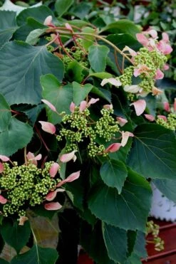 Rose Sensation Pink Climbing Hydrangea Vine - 3 Gallon Pot 15 Rose Sensation Pink Climbing Hydrangea Vine - 3 Gallon Pot -Flora Bloom Shop Hydrangea Climbing Rose Sensation 2