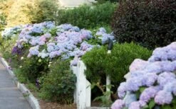 Dear Dolores Hydrangea - 1 Gallon Pot -Flora Bloom Shop Hydrangea Dear Dolores Garden Planting 2