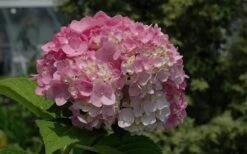 Dear Dolores Hydrangea - 3 Gallon Pot -Flora Bloom Shop Hydrangea Dear Dolores Pink