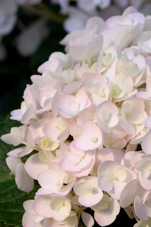 Blushing Bride Endless Summer Hydrangea - 3 Gallon Pot 1 Blushing Bride Endless Summer Hydrangea - 3 Gallon Pot