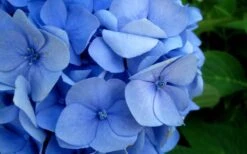 Endless Summer Hydrangea Original - 7 Gallon Pot 12 Endless Summer Hydrangea Original - 7 Gallon Pot -Flora Bloom Shop Hydrangea Endless Summer Closeup 2 3