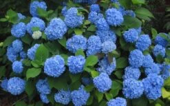 Endless Summer Hydrangea Original - 3 Gallon Pot -Flora Bloom Shop Hydrangea Endless Summer Closeup 3