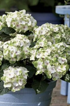 Everlasting Noblesse Hydrangea - 3 Gallon Pot -Flora Bloom Shop Hydrangea Everlasting Noblesse 1