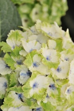 Everlasting Noblesse Hydrangea - 3 Gallon Pot -Flora Bloom Shop Hydrangea Everlasting Noblesse 3