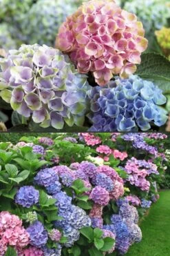 Everlasting Revolution Hydrangea - 1 Gallon Pot -Flora Bloom Shop Hydrangea Everlasting Revolution 2 1