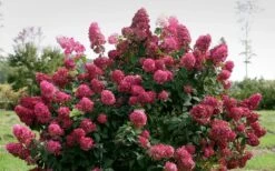 Fire Light Hydrangea - 3 Gallon Pot -Flora Bloom Shop Hydrangea Fire Light 1