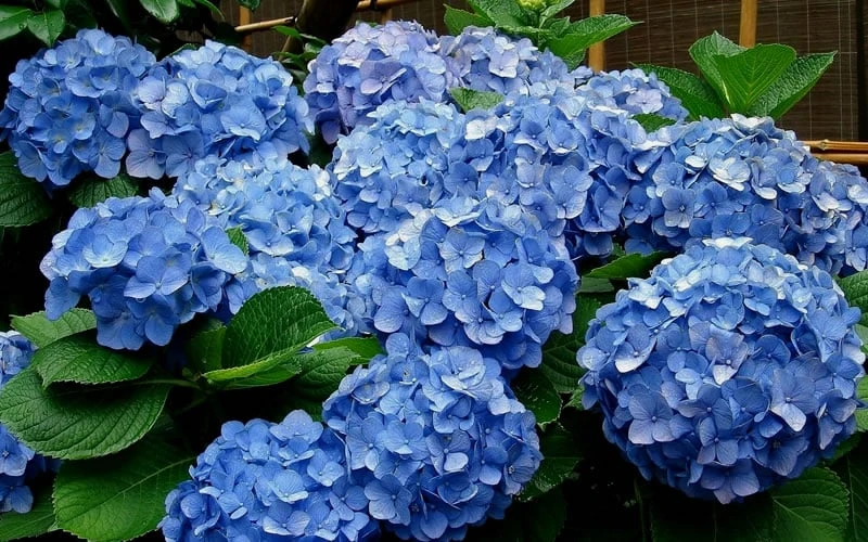 Glory Blue Hydrangea - 1 Gallon Pot 4 Glory Blue Hydrangea - 1 Gallon Pot - Image 4