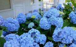 Nikko Blue Hydrangea - 3 Gallon Pot -Flora Bloom Shop Hydrangea Glory Blue Shrub 2