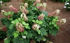 Jetstream Oakleaf Hydrangea - 3 Gallon Pot 8 Jetstream Oakleaf Hydrangea - 3 Gallon Pot -Flora Bloom Shop Hydrangea Jetstream 5