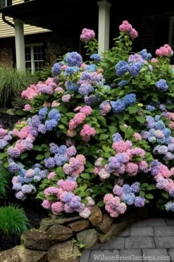 L.A. Dreamin Hydrangea - 3 Gallon Pot -Flora Bloom Shop Hydrangea LA Dreamin 5 1