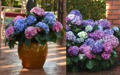 L.A. Dreamin' Hydrangea - 2 Gallon Pot -Flora Bloom Shop Hydrangea LA Dreamin Blooms 2