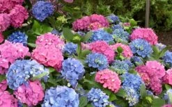L.A. Dreamin' Hydrangea - 2 Gallon Pot -Flora Bloom Shop Hydrangea LA Dreamin Blooms