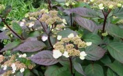 Lady In Red Hydrangea - 3 Gallon Pot 11 Lady In Red Hydrangea - 3 Gallon Pot -Flora Bloom Shop Hydrangea Lady In Red Budded