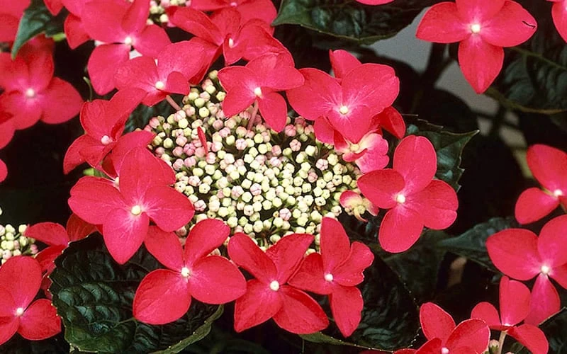 Lady In Red Hydrangea - 3 Gallon Pot 4 Lady In Red Hydrangea - 3 Gallon Pot - Image 4