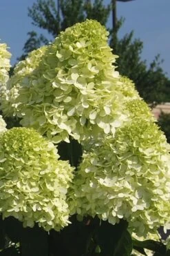Limelight PeeGee Hydrangea - 7 Gallon Pot (3-4') -Flora Bloom Shop Hydrangea Limelight 101