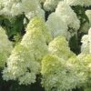 Limelight PeeGee Hydrangea - 7 Gallon Pot (3-4')