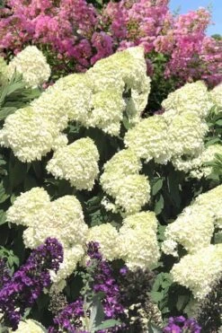 Limelight PeeGee Hydrangea - 3 Gallon Pot -Flora Bloom Shop Hydrangea Limelight 110 1