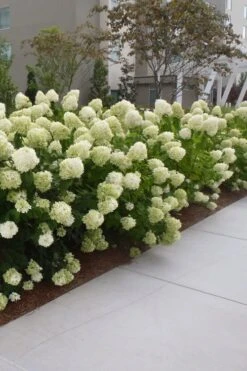 Limelight PeeGee Hydrangea - 6 Pack Of 1 Gallon Pots 13 Limelight PeeGee Hydrangea - 6 Pack Of 1 Gallon Pots -Flora Bloom Shop Hydrangea Limelight 20
