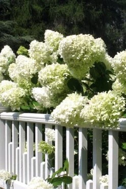 Limelight PeeGee Hydrangea - 3 Gallon Pot -Flora Bloom Shop Hydrangea Limelight 21 2