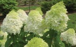 Limelight PeeGee Hydrangea - 6 Pack Of 1 Gallon Pots 14 Limelight PeeGee Hydrangea - 6 Pack Of 1 Gallon Pots -Flora Bloom Shop Hydrangea Limelight Flowers