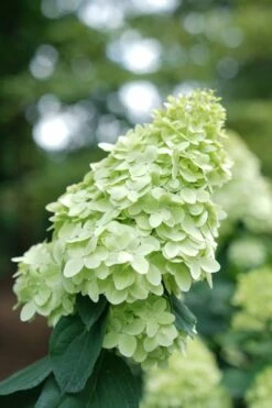 Limelight Prime Hydrangea - 2 Gallon Pot 11 Limelight Prime Hydrangea - 2 Gallon Pot -Flora Bloom Shop Hydrangea Limelight Prime 1