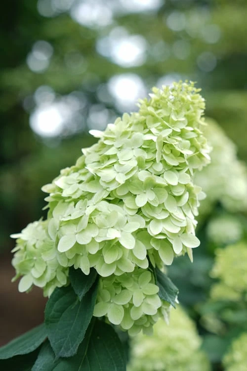 Limelight Prime Hydrangea - 2 Gallon Pot 6 Limelight Prime Hydrangea - 2 Gallon Pot - Image 6