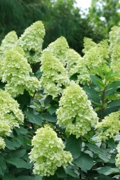 Limelight Prime Hydrangea - 2 Gallon Pot 10 Limelight Prime Hydrangea - 2 Gallon Pot -Flora Bloom Shop Hydrangea Limelight Prime 4