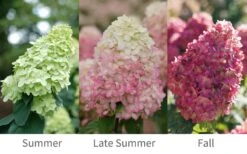 Limelight Prime Hydrangea - 2 Gallon Pot 9 Limelight Prime Hydrangea - 2 Gallon Pot -Flora Bloom Shop Hydrangea Limelight Prime 6