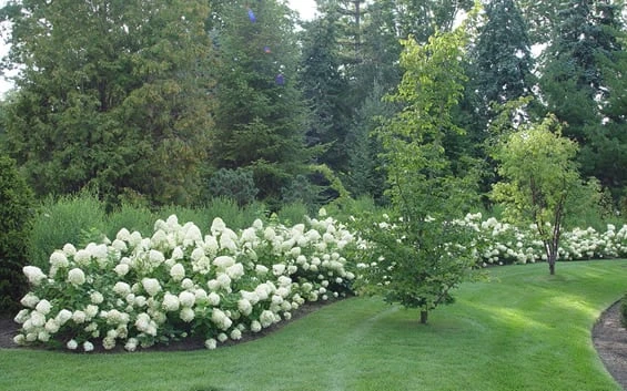 Limelight PeeGee Hydrangea - 6 Pack Of 1 Gallon Pots 4 Limelight PeeGee Hydrangea - 6 Pack Of 1 Gallon Pots - Image 4