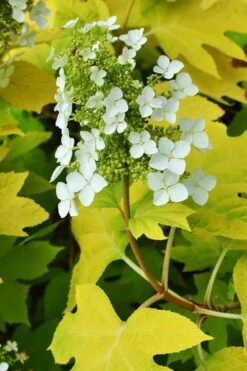 Little Honey Oakleaf Hydrangea - 1 Gallon Pot -Flora Bloom Shop Hydrangea Little Honey 3