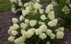 Little Lime Hydrangea - 6 Pack Of 1 Gallon Pots -Flora Bloom Shop Hydrangea Little Lime 1