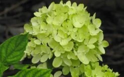 Little Lime Hydrangea - 3 Gallon Pot -Flora Bloom Shop Hydrangea Little Lime 4