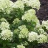 Little Lime Hydrangea - 3 Pack Of Quart Pots