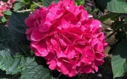 Merritts Supreme Hydrangea - 3 Gallon Pot 10 Merritts Supreme Hydrangea - 3 Gallon Pot -Flora Bloom Shop Hydrangea Merrits Supreme Pink 13