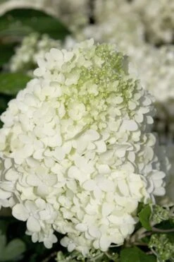 Moon Dance Hydrangea - 2 Gallon Pot -Flora Bloom Shop Hydrangea Moon Dance 2